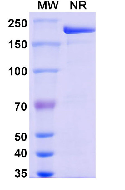 Pamrevlumab Antibody - SDS-PAGE