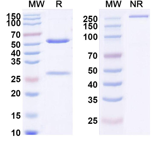 Pateclizumab Antibody - SDS-PAGE