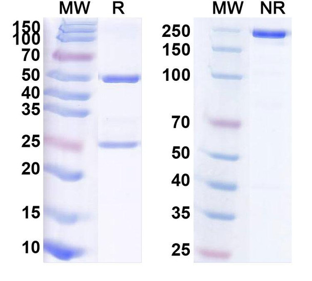 Tezepelumab Antibody - SDS-PAGE