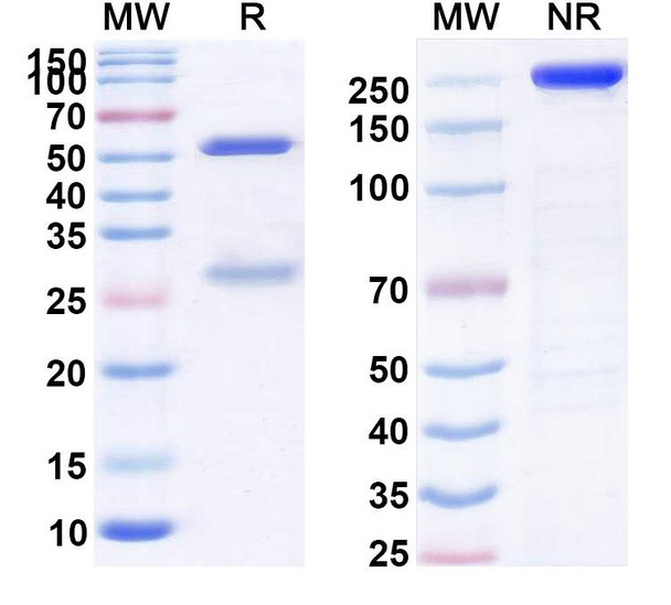 Priliximab Antibody - SDS-PAGE