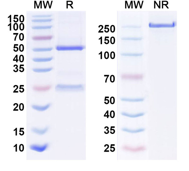 Rovelizumab Antibody - SDS-PAGE