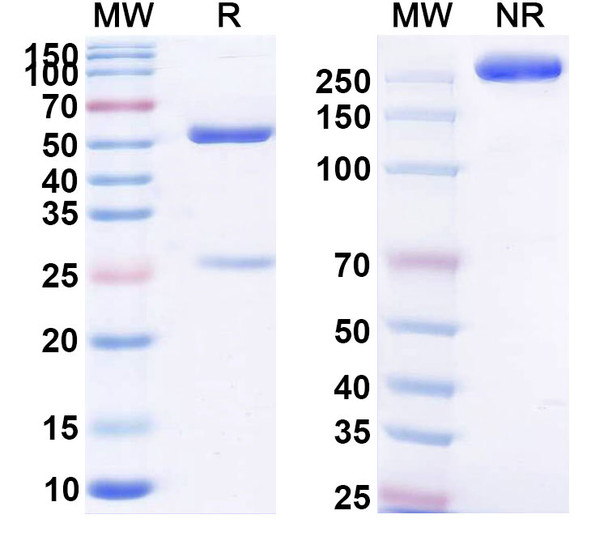 Lumiliximab Antibody - SDS-PAGE