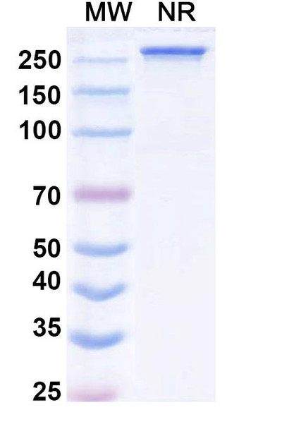 Modakafusp alfa (Research-Grade) - SDS-PAGE