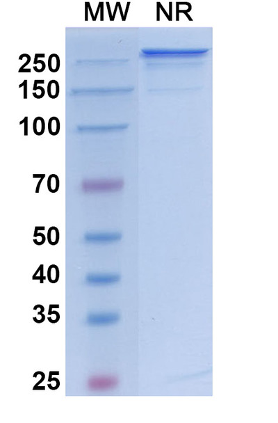 Vanalimab Antibody - SDS-PAGE