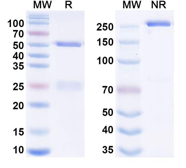 Ravagalimab Antibody - SDS-PAGE
