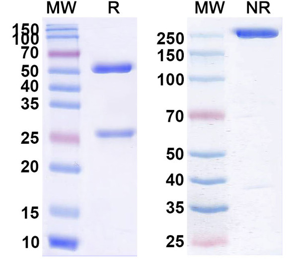 Urabrelimab Antibody - SDS-PAGE
