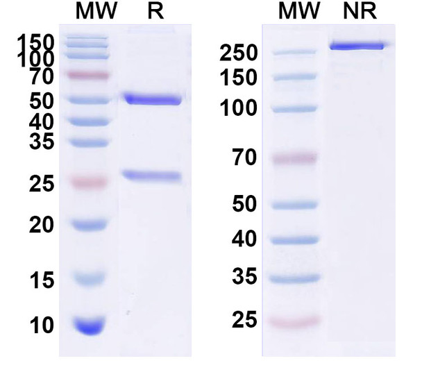 Lemalesomab Antibody - SDS-PAGE