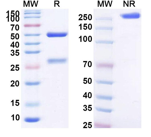 Galiximab Antibody - SDS-PAGE