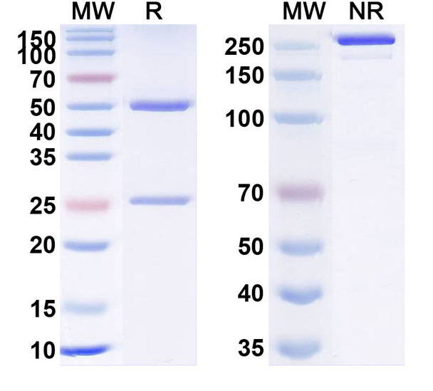 Utomilumab Antibody - SDS-PAGE