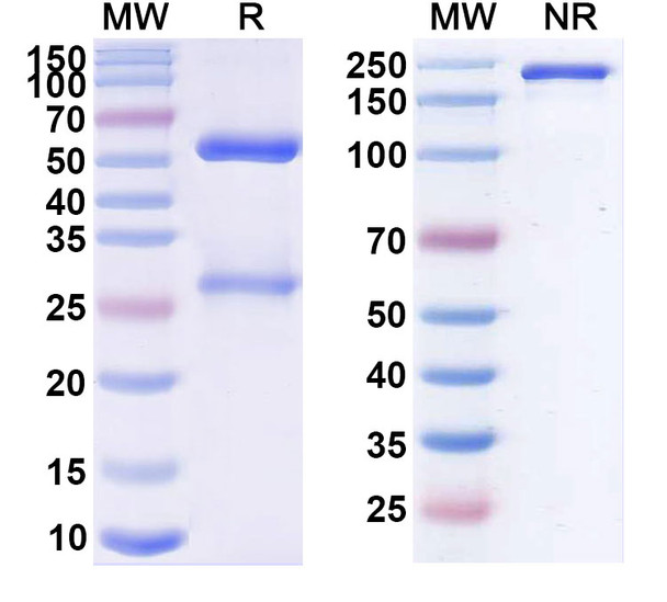 Miptenalimab Antibody - SDS-PAGE
