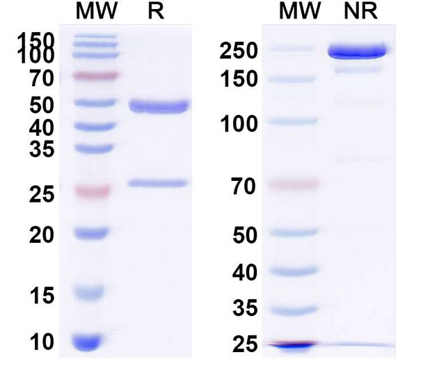 Sontuzumab Antibody - SDS-PAGE