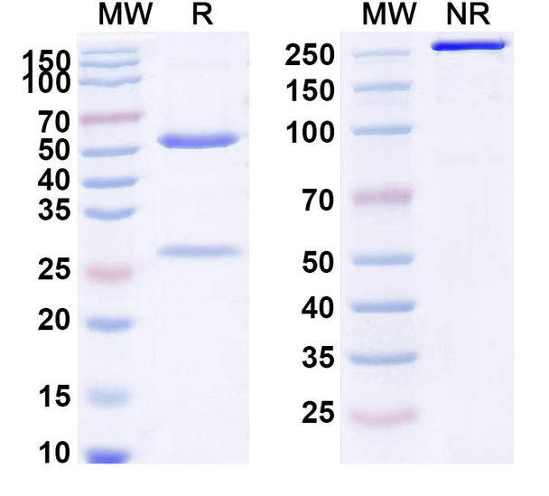 Oxelumab Antibody - SDS-PAGE