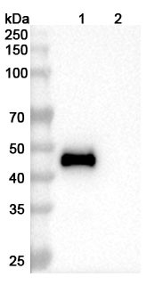 Mapatumumab Antibody - WB