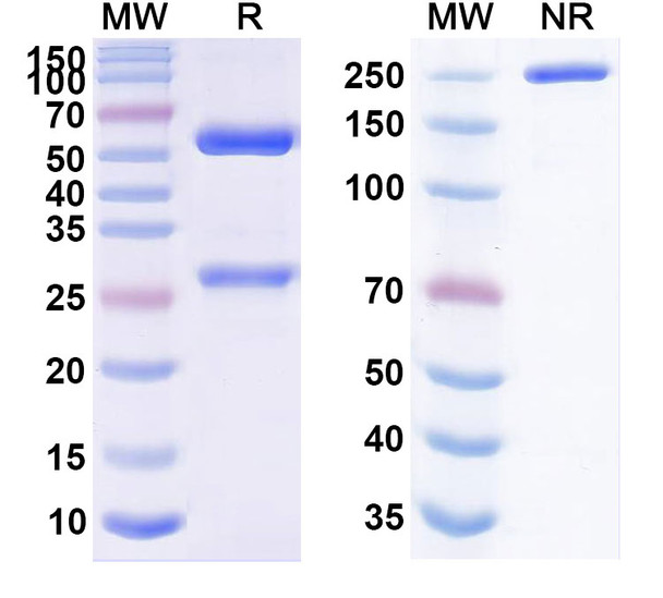 Sugemalimab Antibody - SDS-PAGE