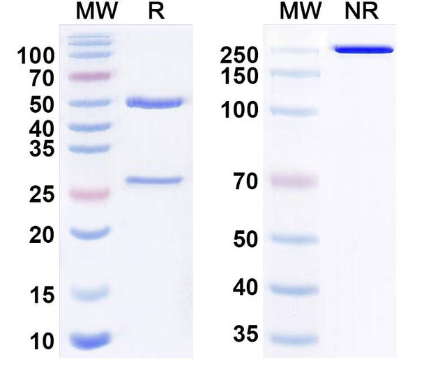 Toripalimab Antibody - SDS-PAGE