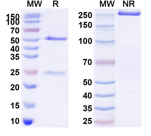 Serplulimab Antibody - SDS-PAGE