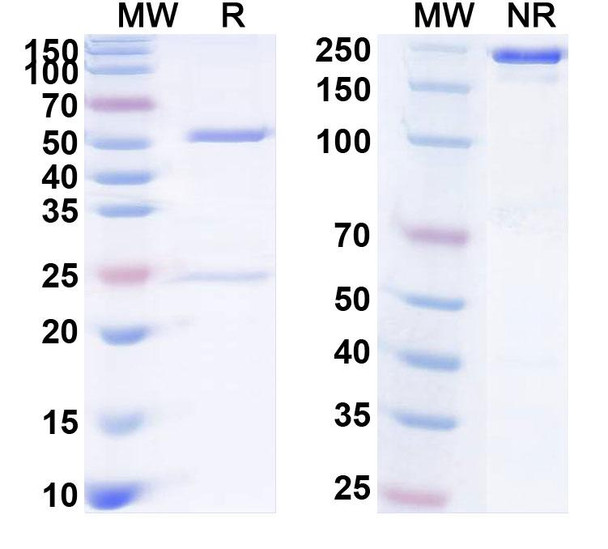 Tomaralimab Antibody - SDS-PAGE