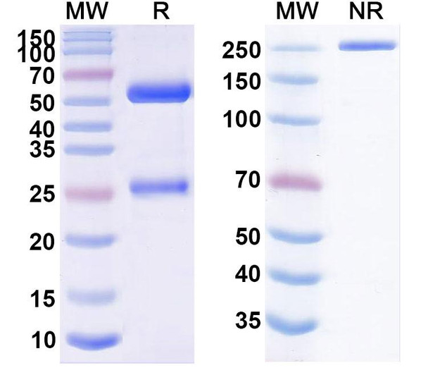 Vulinacimab Antibody - SDS-PAGE