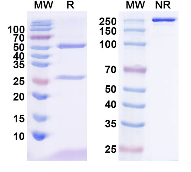 Catumaxomab Antibody - SDS-PAGE