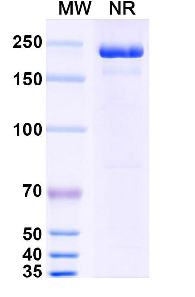 Cobolimab Antibody - SDS-PAGE