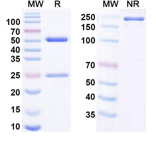 Osocimab Antibody - SDS-PAGE