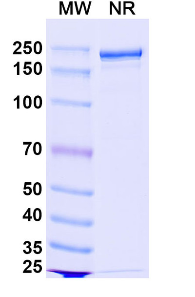Bococizumab Antibody - SDS-PAGE