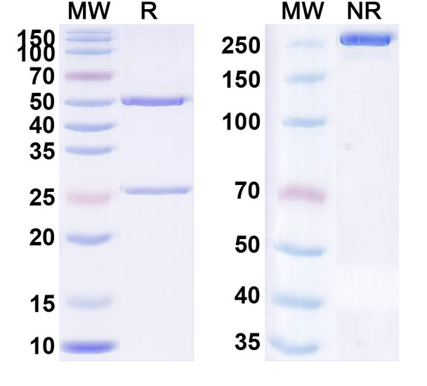 Domagrozumab Antibody - SDS-PAGE