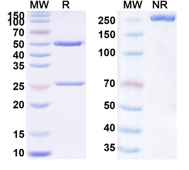 Timolumab Antibody - SDS-PAGE