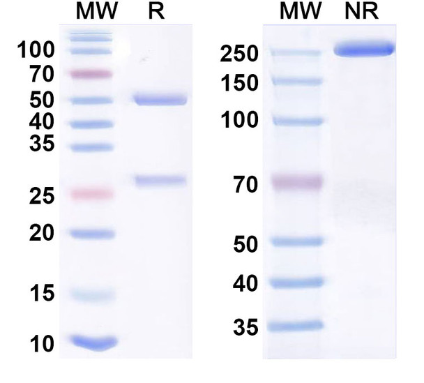 Nadunolimab Antibody - SDS-PAGE