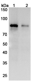 Zampilimab Antibody - WB