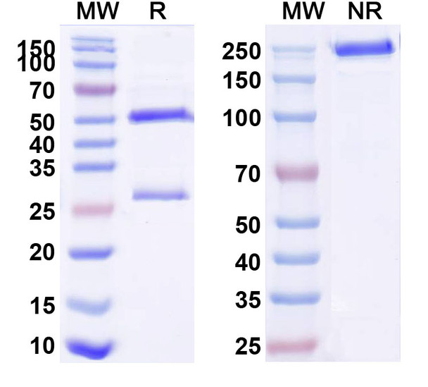 Zelminemab Antibody - SDS-PAGE