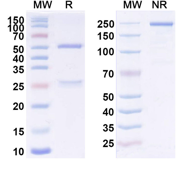 Codrituzumab Antibody - SDS-PAGE