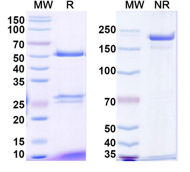 Talquetamab Antibody - SDS-PAGE