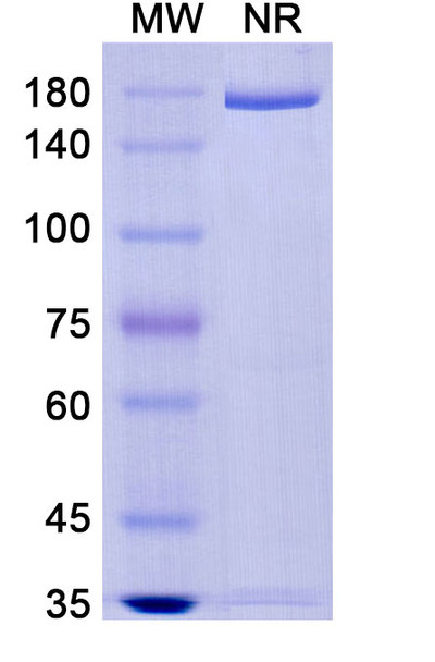 Tosatoxumab Antibody - SDS-PAGE