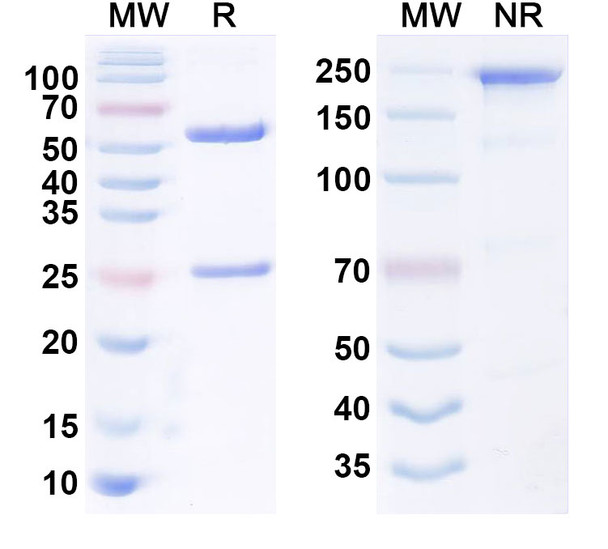 Atidortoxumab Antibody - SDS-PAGE