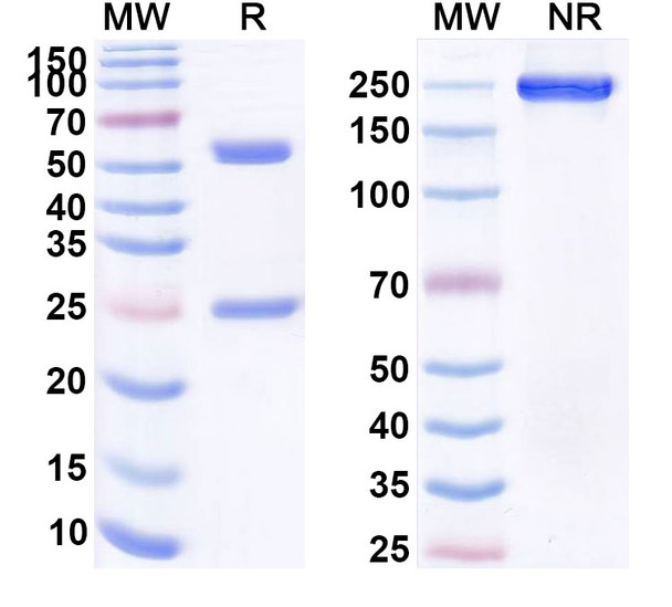 Tuvirumab Antibody - SDS-PAGE