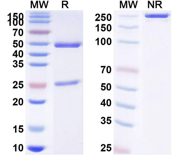 Lesofavumab Antibody - SDS-PAGE