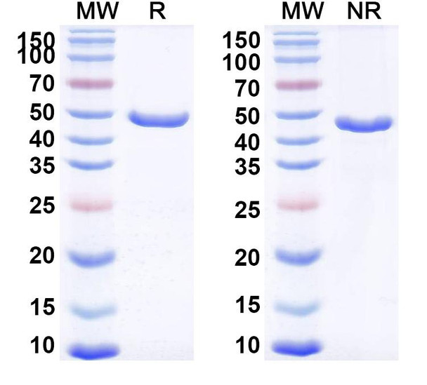 Gontivimab Antibody - SDS-PAGE