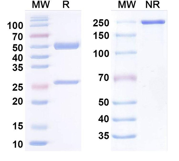 Porgaviximab Antibody - SDS-PAGE