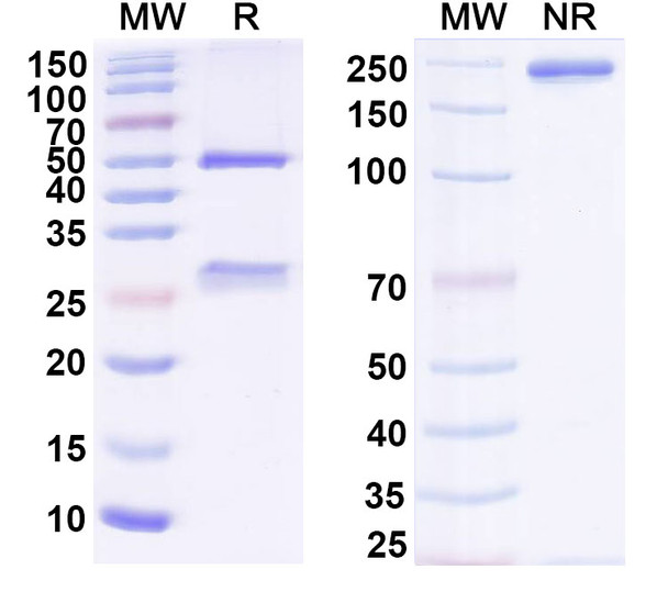 BMS-936559/MDX-1105 Antibody - SDS-PAGE
