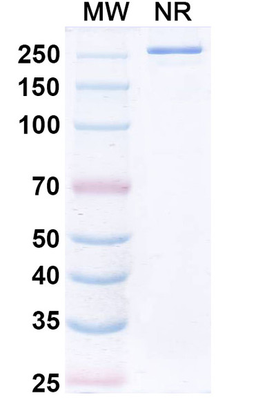 SYN-005-11E6 Antibody - SDS-PAGE