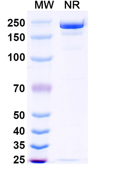 Ansuvimab Antibody - SDS-PAGE