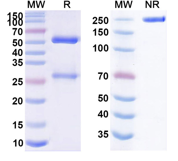Sudubrilimab Antibody - SDS-PAGE