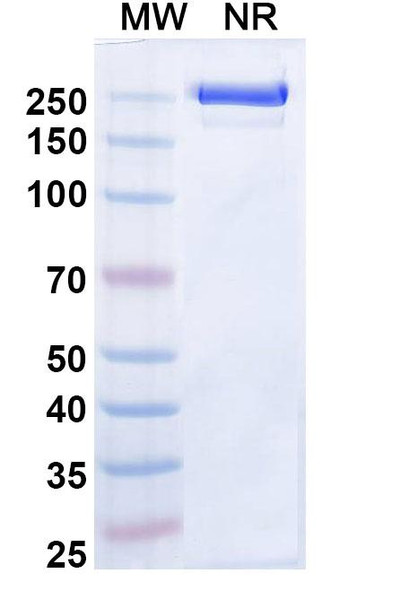 Zeluvalimab Antibody - SDS-PAGE