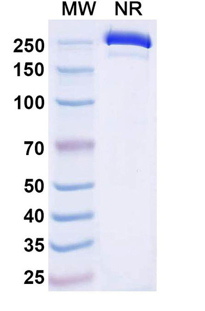 Dafsolimab Antibody - SDS-PAGE