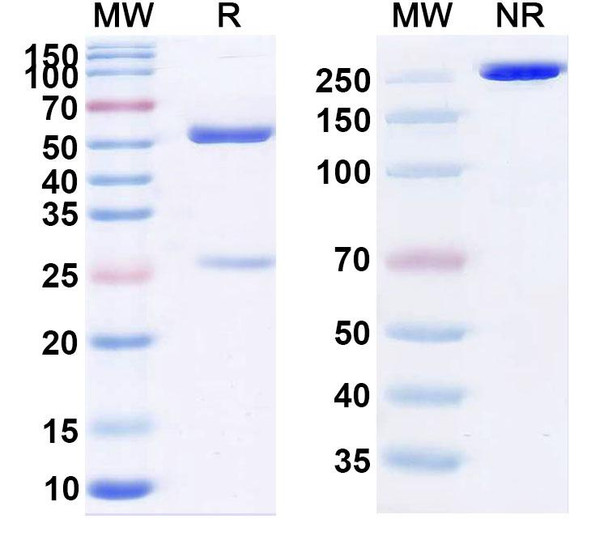 Daxdilimab Antibody - SDS-PAGE