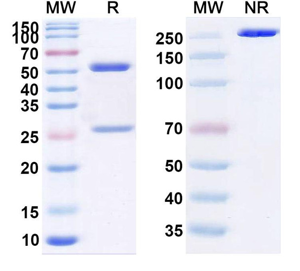 Zuberitamab Antibody - SDS-PAGE