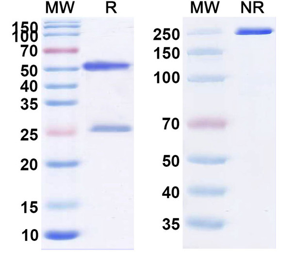 Plonmarlimab Antibody - SDS-PAGE