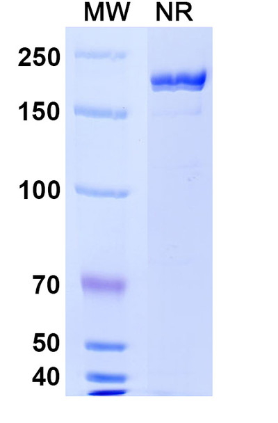 M802 Antibody - SDS-PAGE