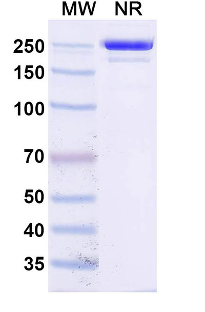 Socazolimab Antibody - SDS-PAGE